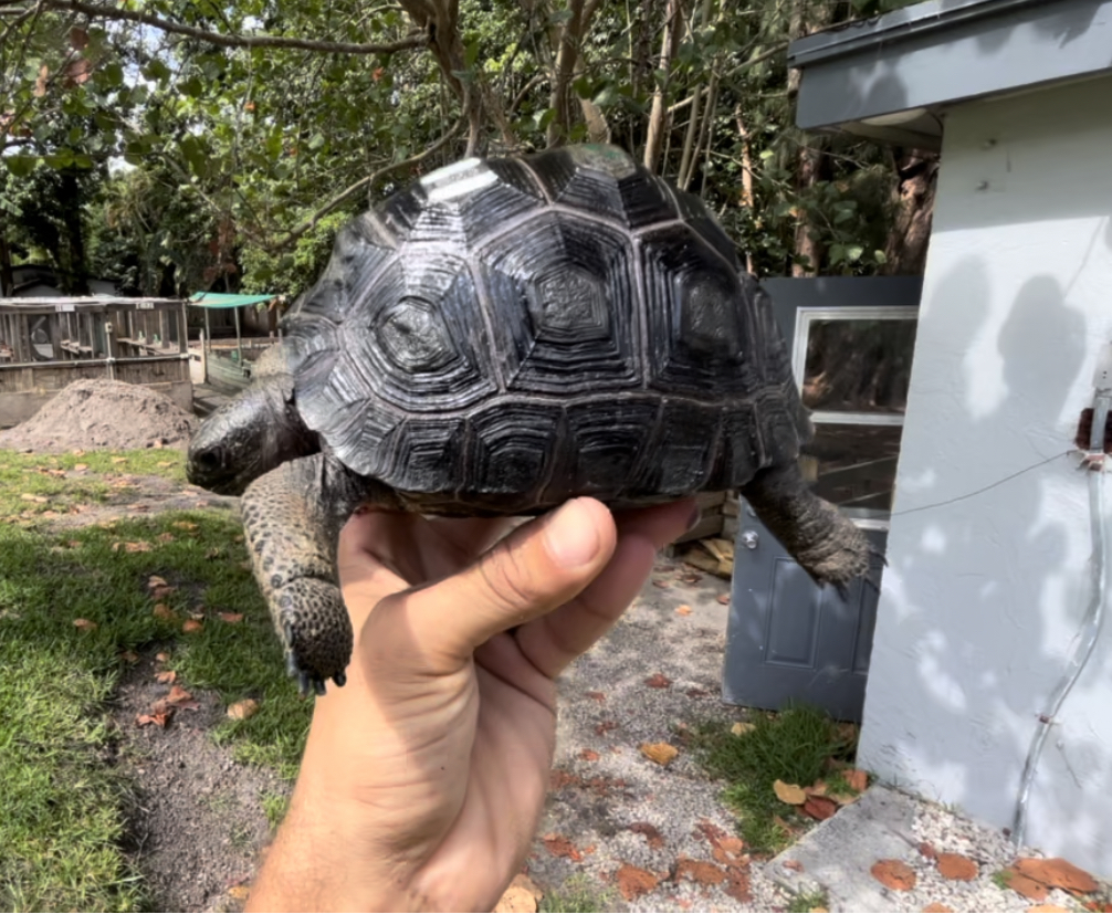 Florida Iguana & Tortoise Breeders