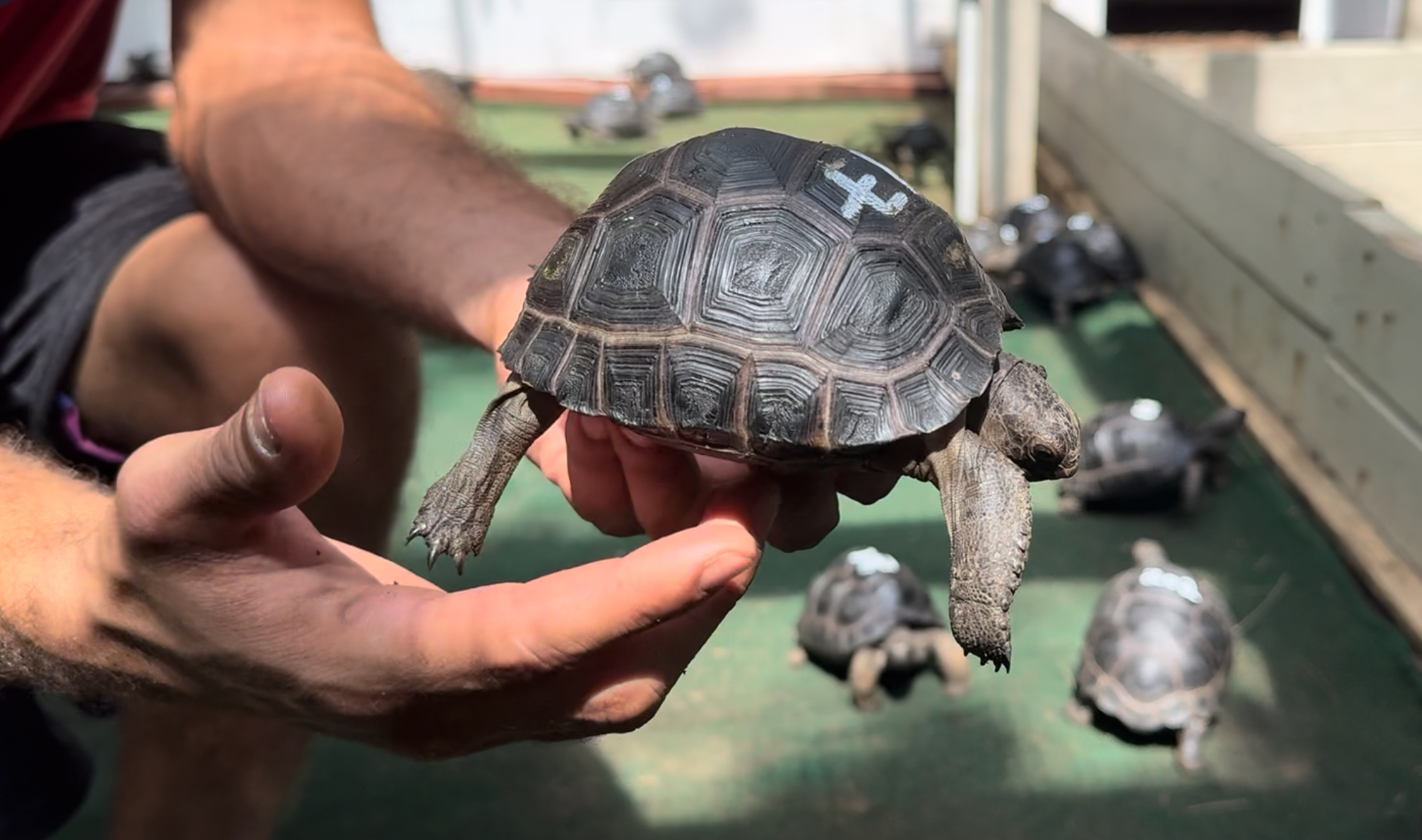 Florida Iguana & Tortoise Breeders