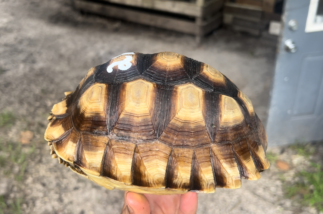 13059/F2HetSulcata.jpg