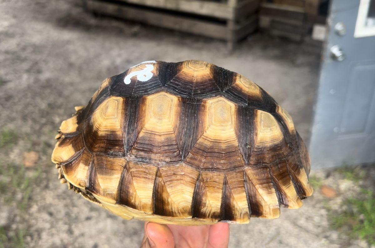 13059/screen/F2HetSulcata.jpg