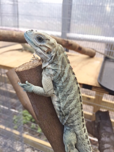 Blue-Rhino-Hatchling-Iguana-C.JPG