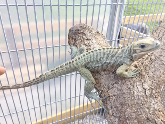 Blue-Rhino-Hatchling-Iguana-D.JPG