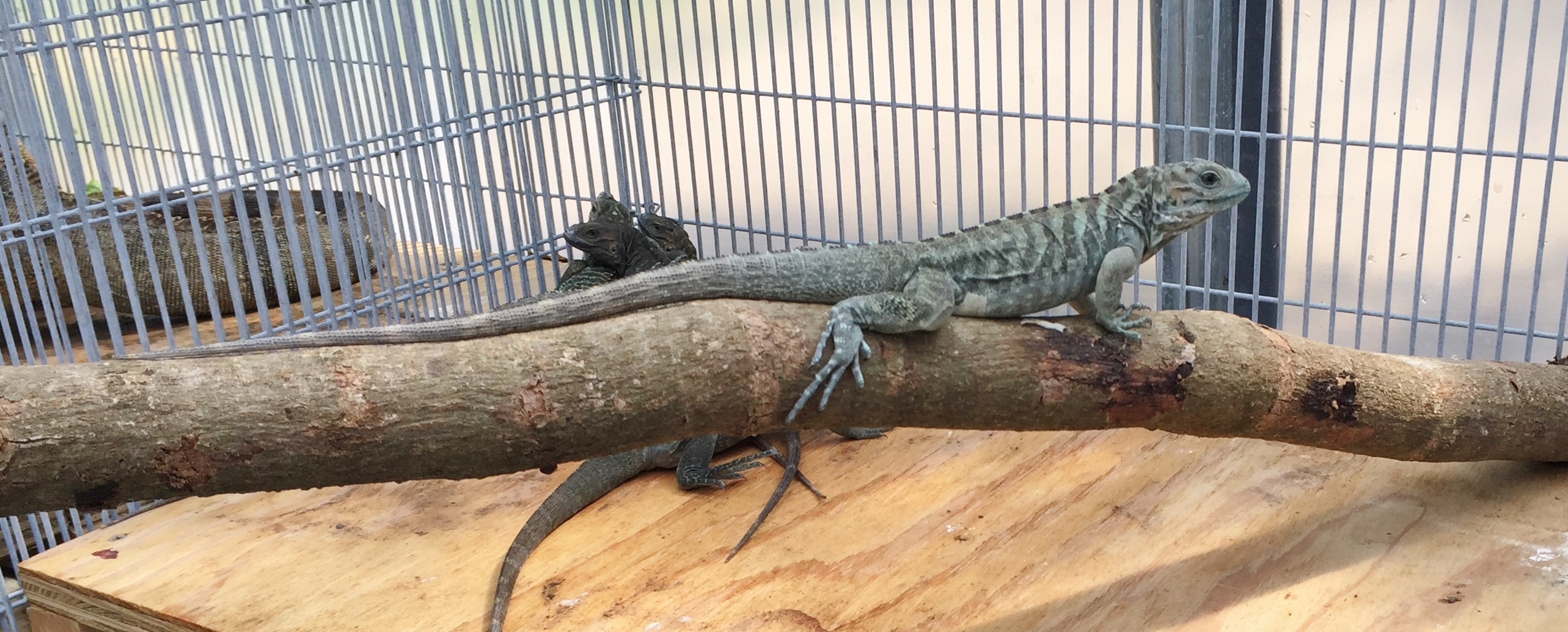 Blue-Rhino-Hatchling-Iguana.JPG