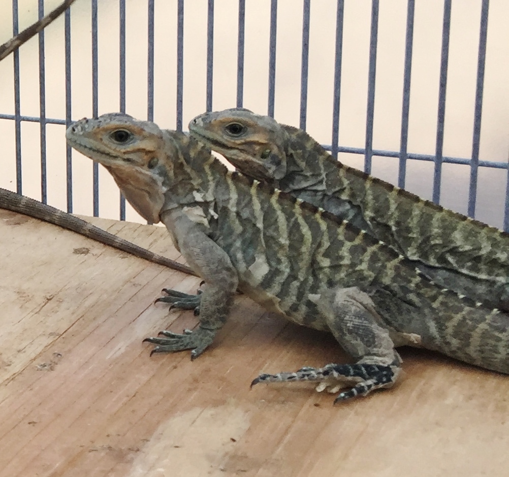 Blue-Rhino-Iguana-orange-Head-Zoomed.JPG