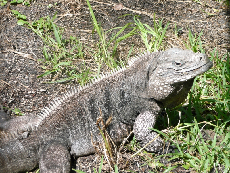 Cayman Brac