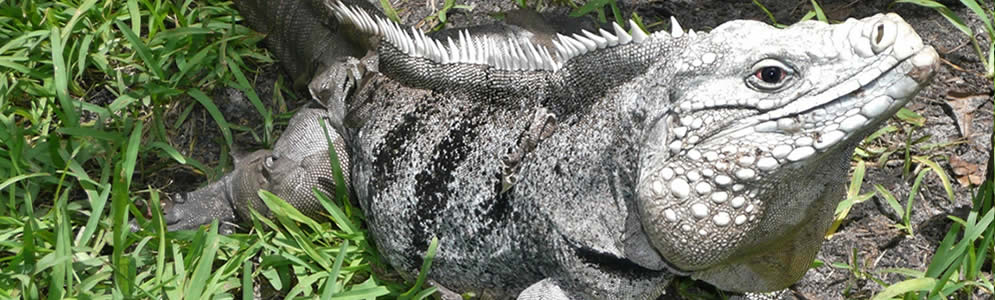 Cayman-Iguanas.jpg