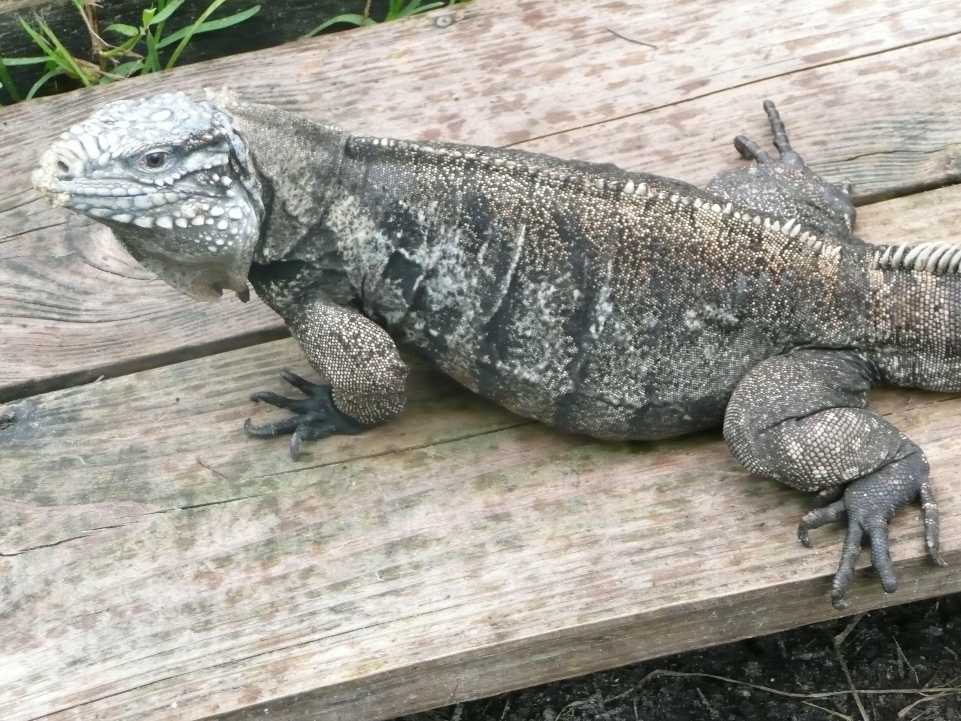 Humphery-Female-Cuban-Iguana.JPG