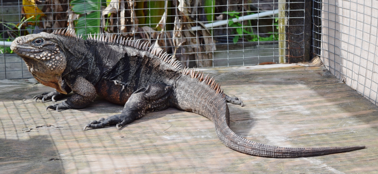 Humphrey-29-year-old-Cuban-Iguana.jpg