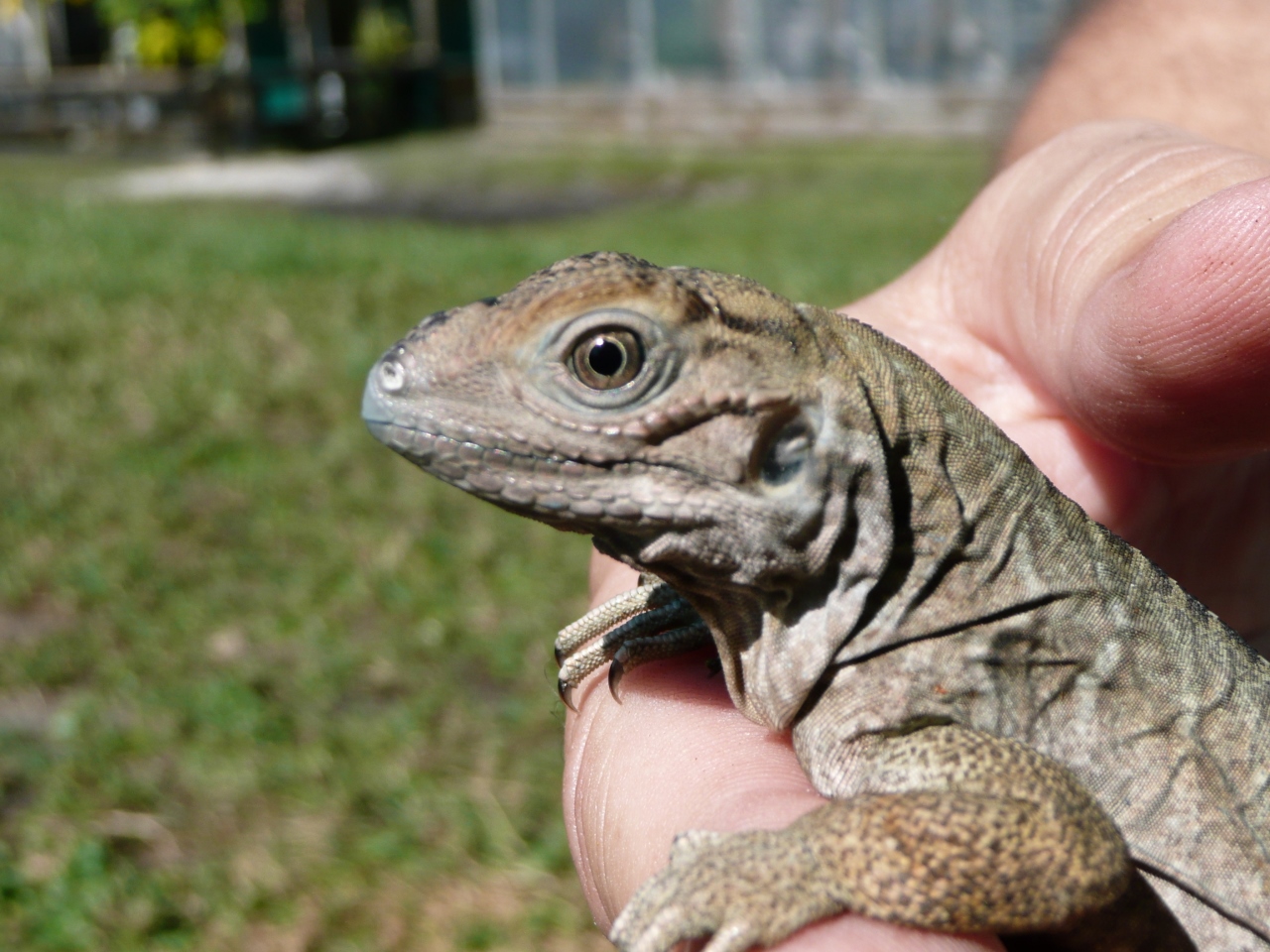 Hatchling-Rhinoceros-Iguanas-2015-Florida.jpg