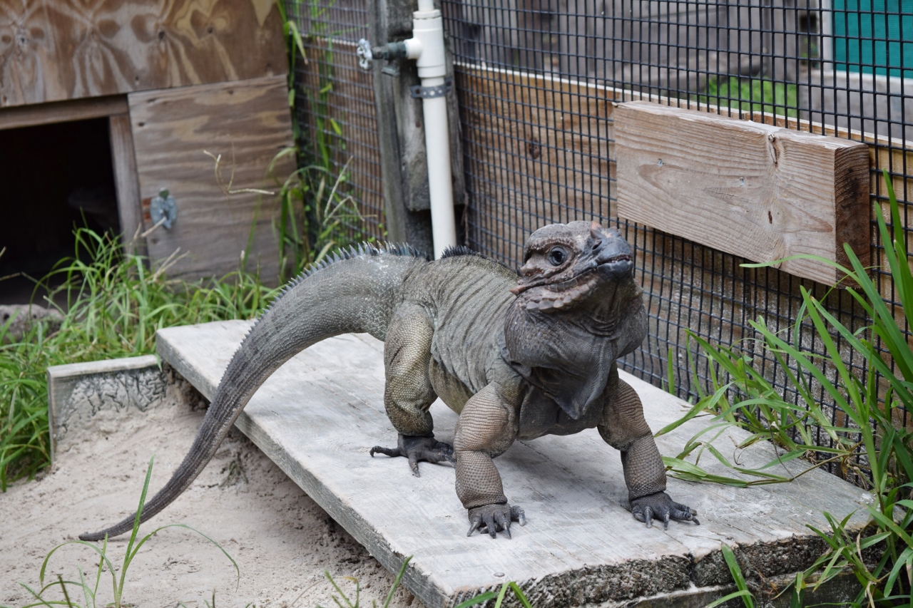 Male-Rhinious-Iguana.jpg