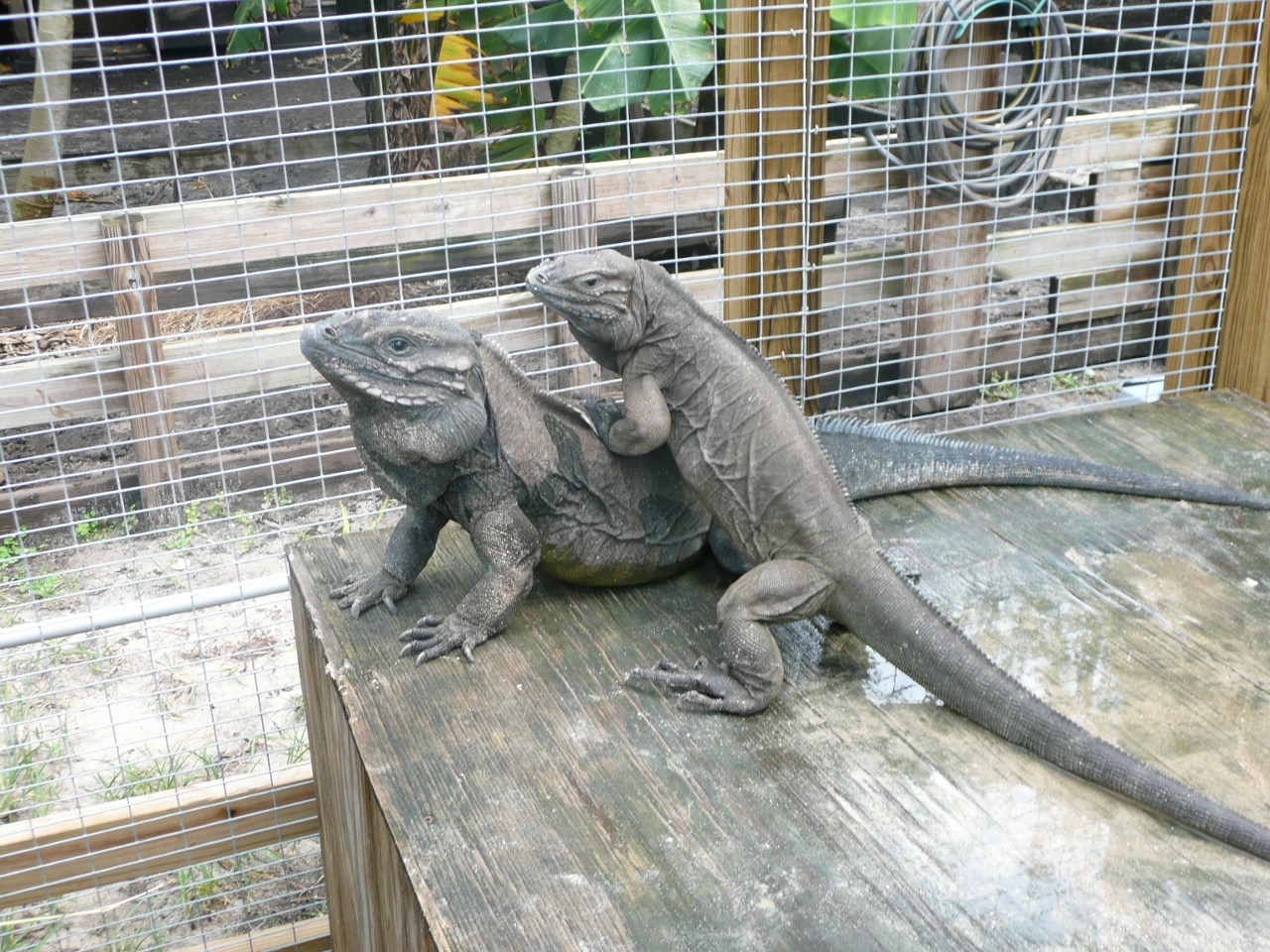 Rhino-Iguanas-Mating-Pair-Florida.jpg