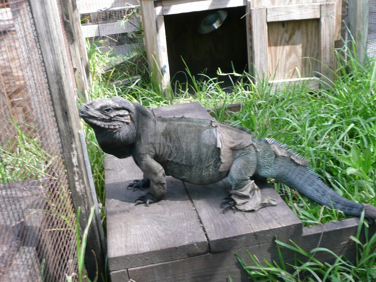 Rhino-Large-Adult-Male-Cyclura-Iguana.jpg