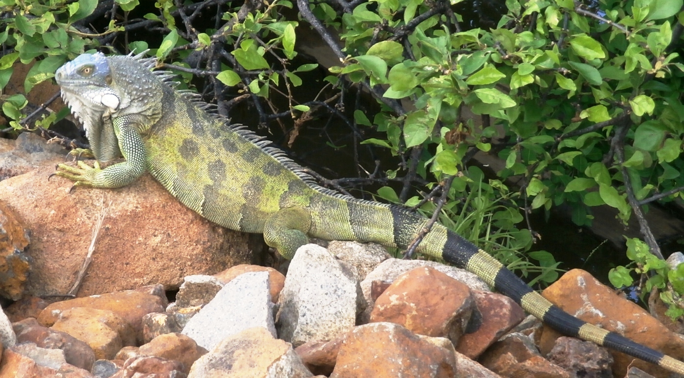 LG-Blue-Head-Iguana-Male.JPG