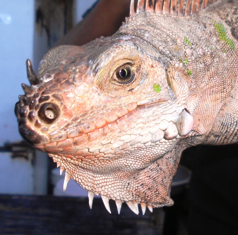 Mayreau-Rainbow-Horned-Iguana-4.JPG