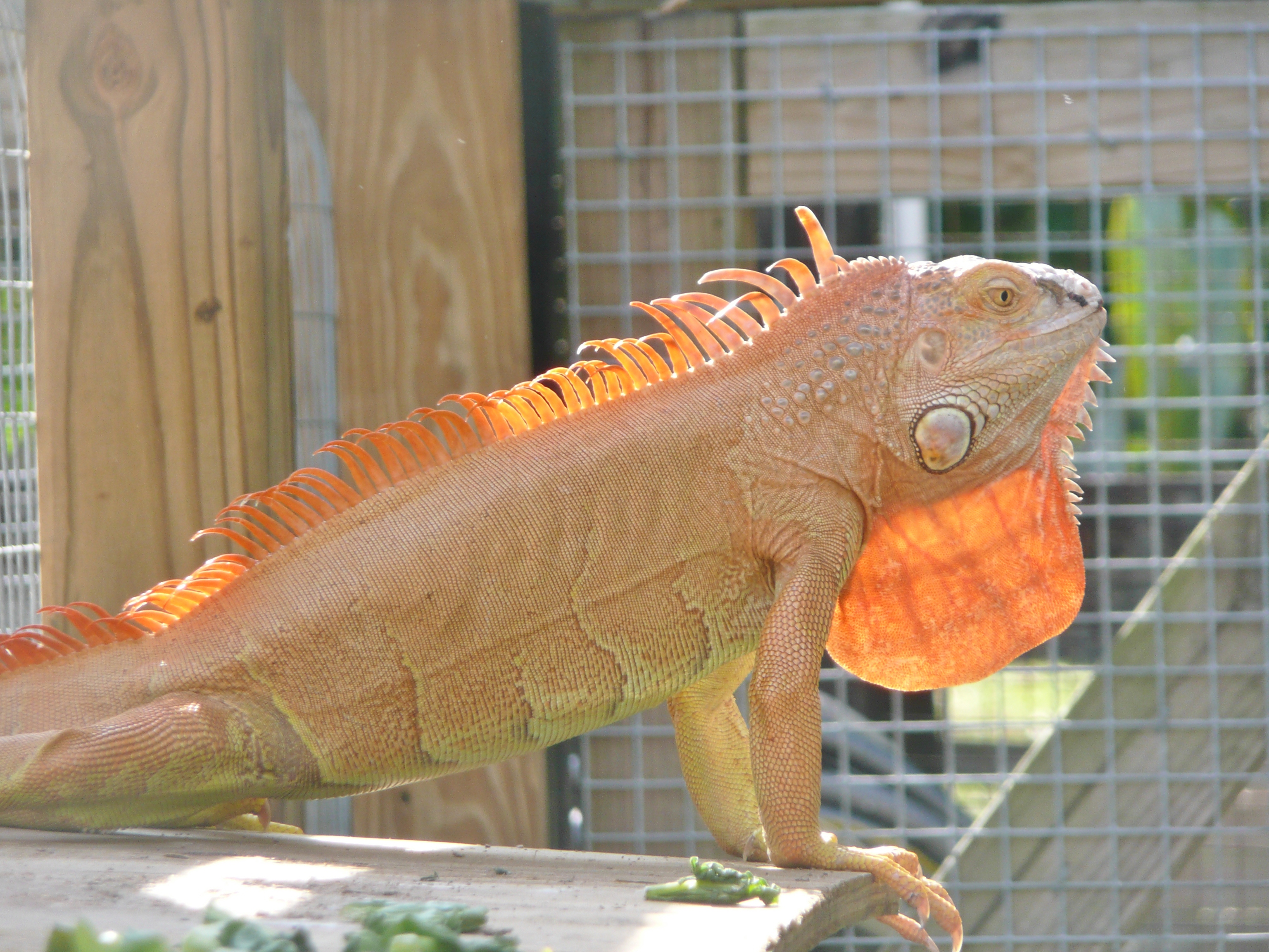 Hypo-Iguana-A.JPG