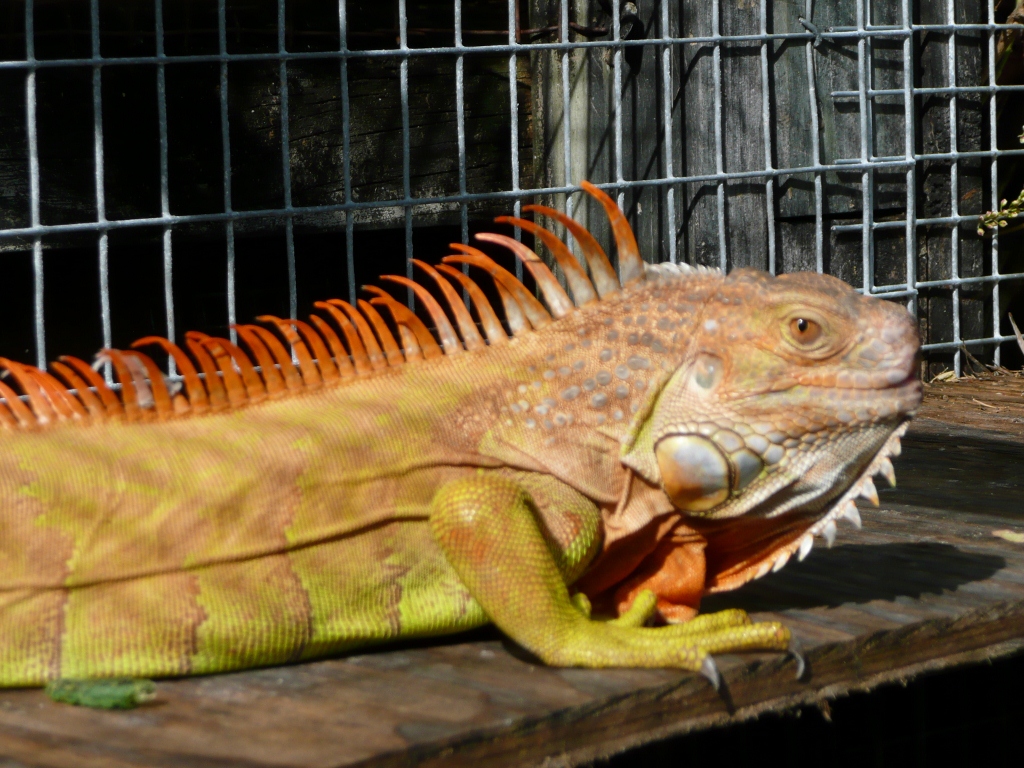 Hypomelanistic-Male-Iguana-B.jpg