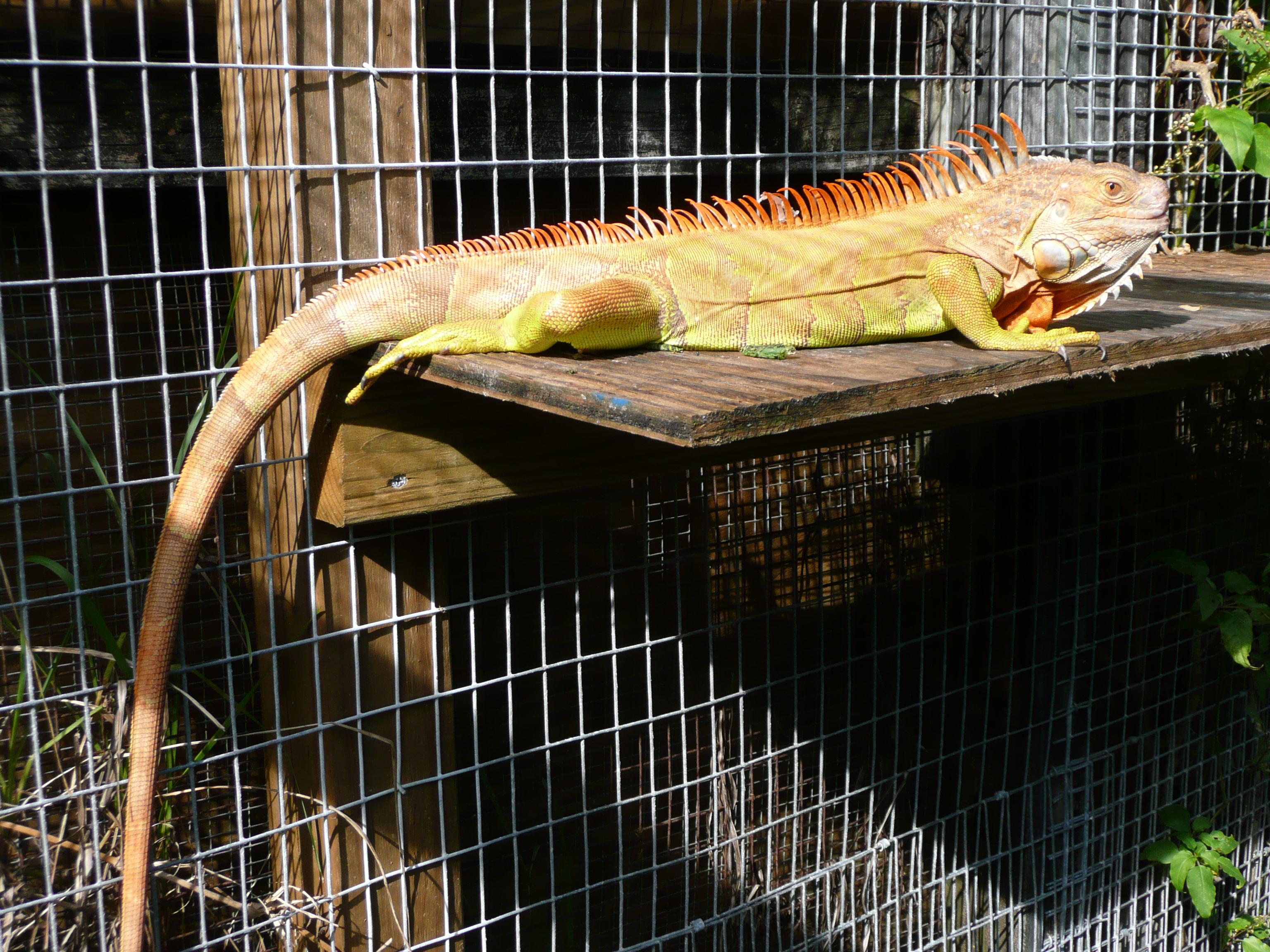 hypomelanistic-Male-yellow-iguana-2.JPG