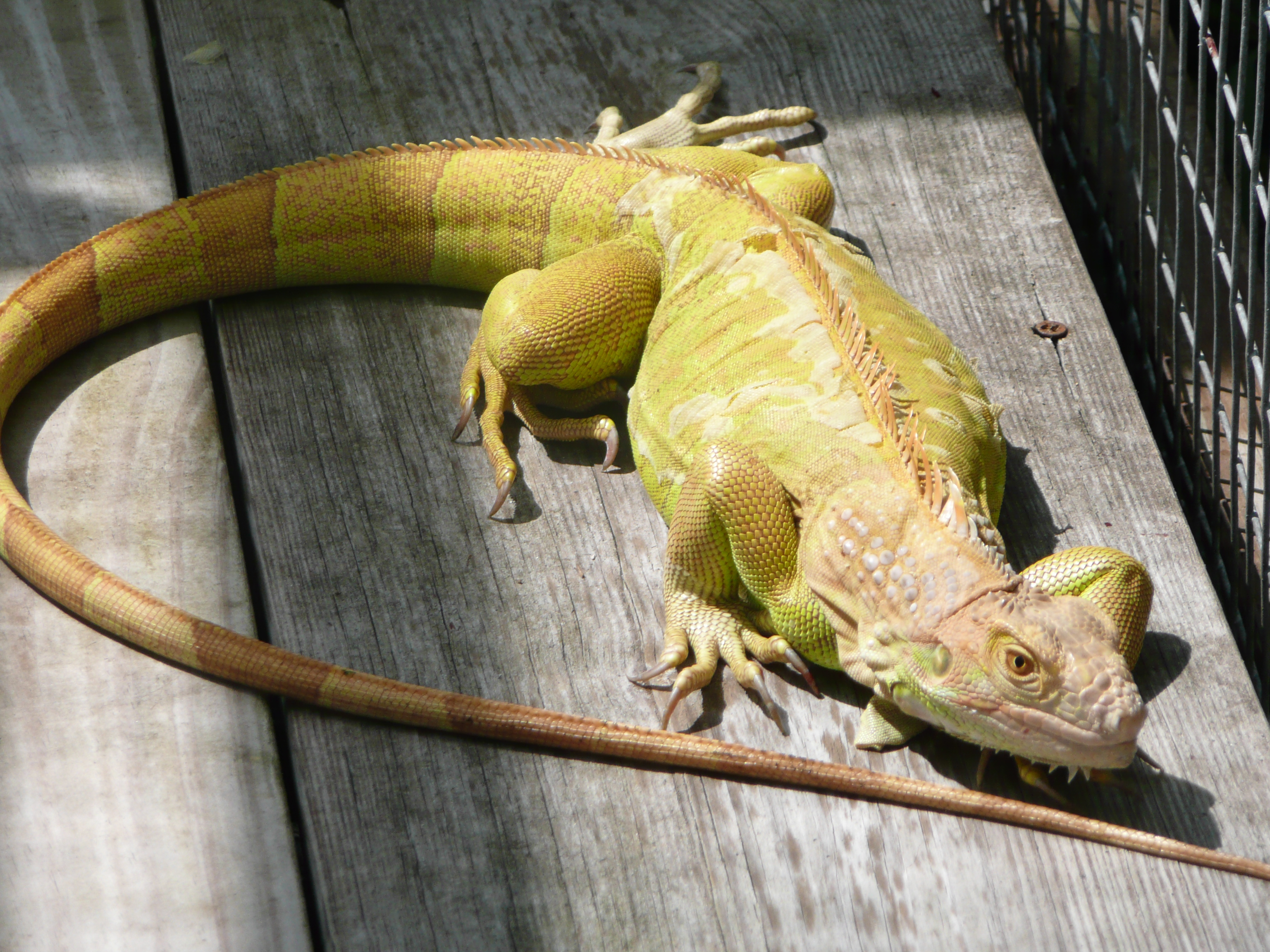 hypomelanistic-female-Iguana.JPG