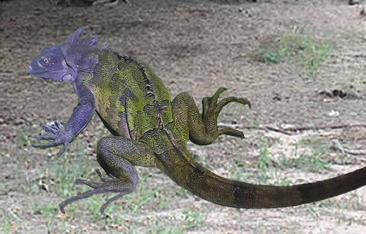 Purple-Camouflage-Iguanas-Adult.jpg