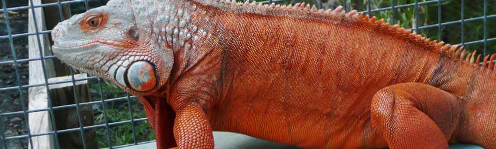 Red-Iguanas.jpg