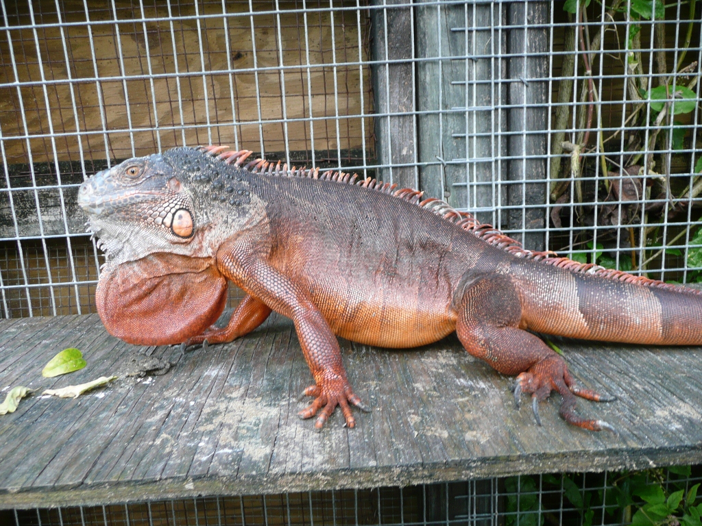 Красная игуана. Игуана обыкновенная красная. Игуана красная (Iguana Iguana). Игуана оранжевая большая. Зелёная игуана красная.