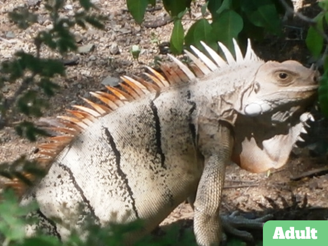 AdultWhiteZebraTobagoCaysIguana.JPG