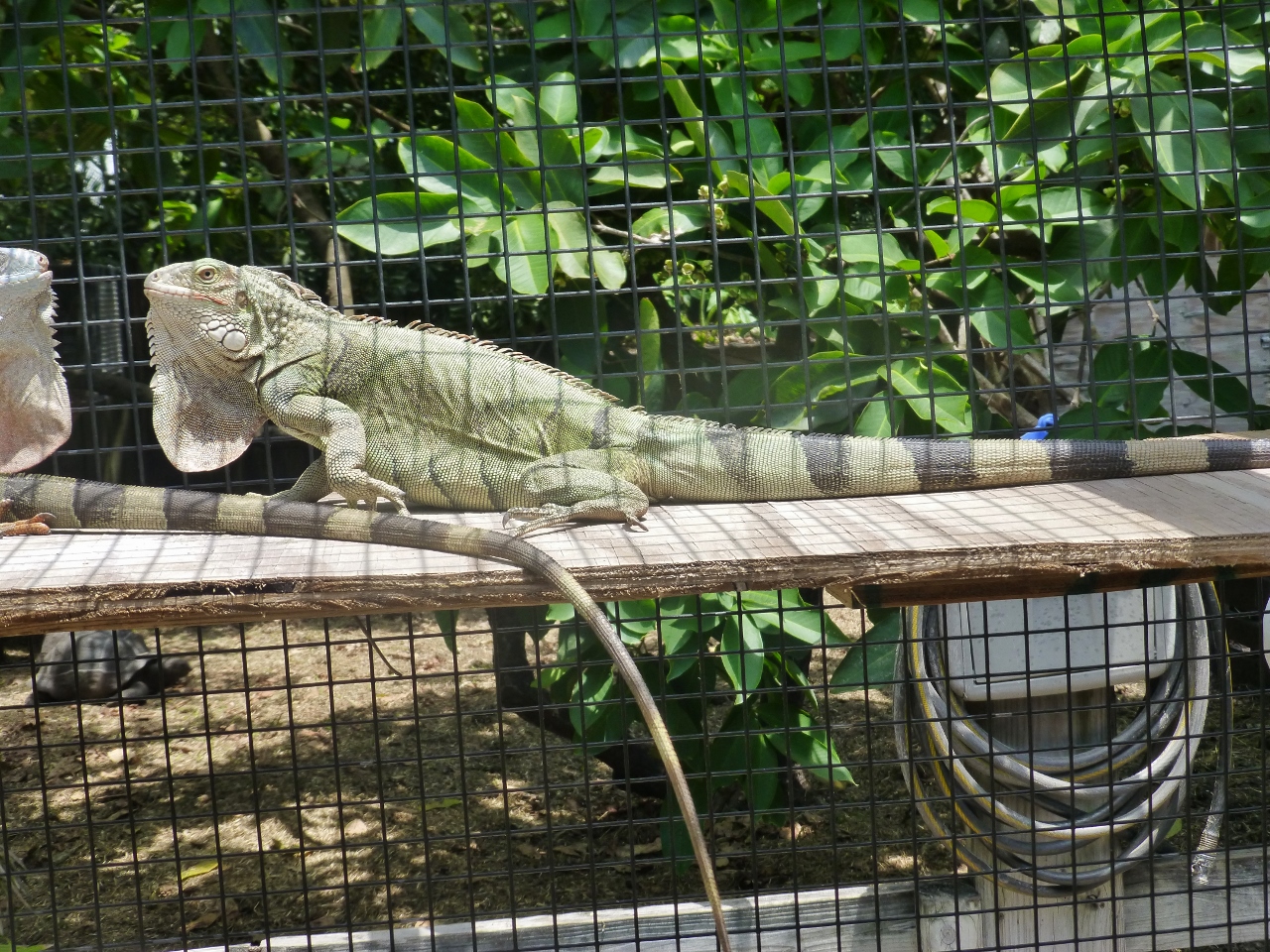 6-White-Head-Female-A-Shelf.jpg