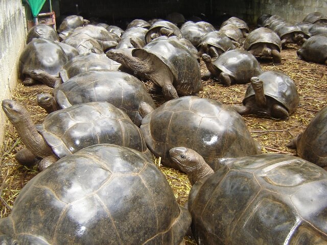 Aldabras-seychelles-breeding-farm.jpg