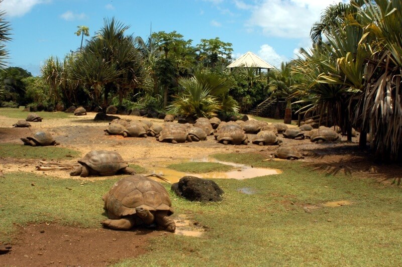 Tortoise-savannah-Mauritius-2.jpg