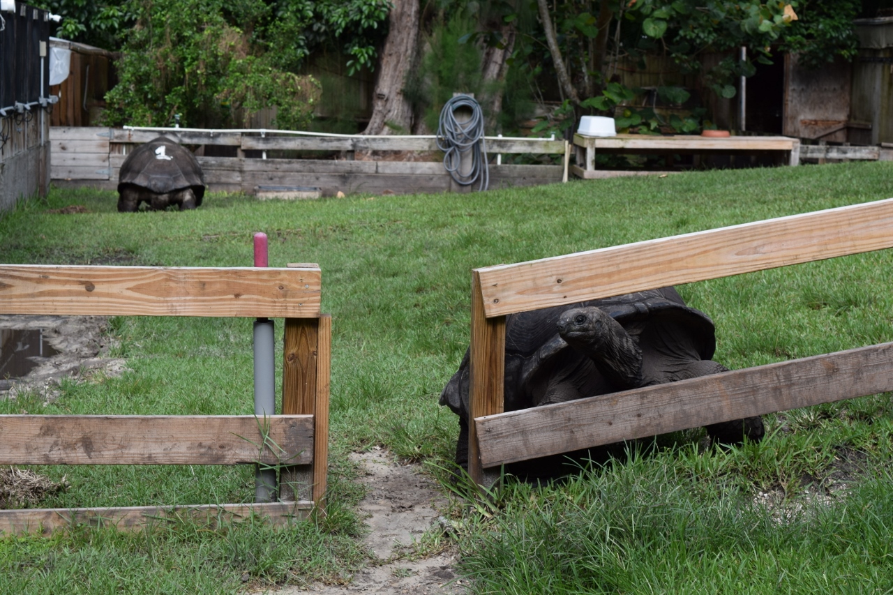 Large-Aldabra-Tortoise-looking-through-fence-and-Galop-in-back-ground.jpg