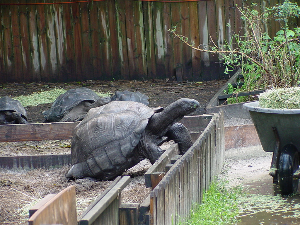 Aldabra Tortoise For Sale : Aldabrachelys Gigantea The Reptile Database ...