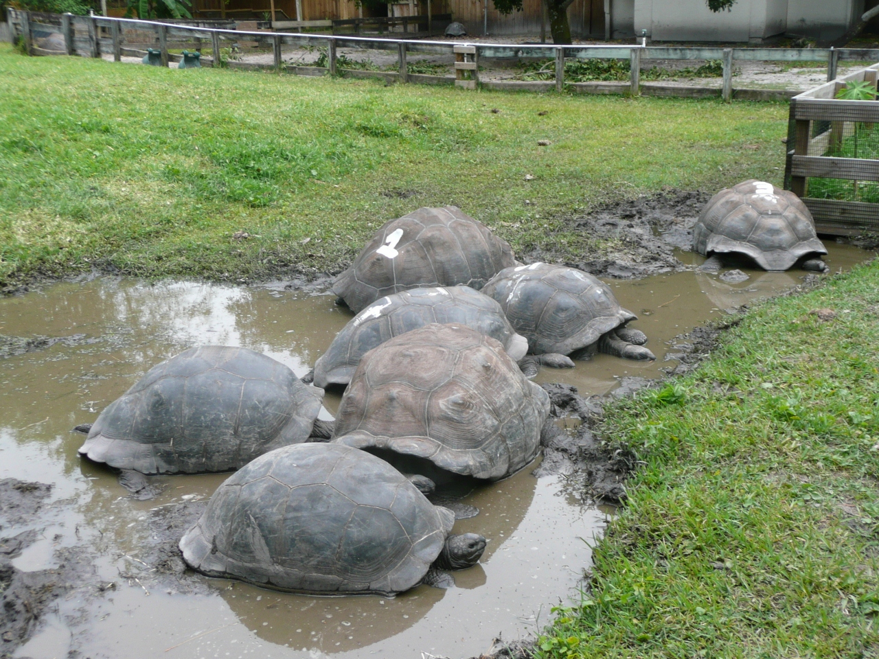 Photos of Tortoise Aldabras Sub Adult - Florida Iguana & Tortoise Breeders