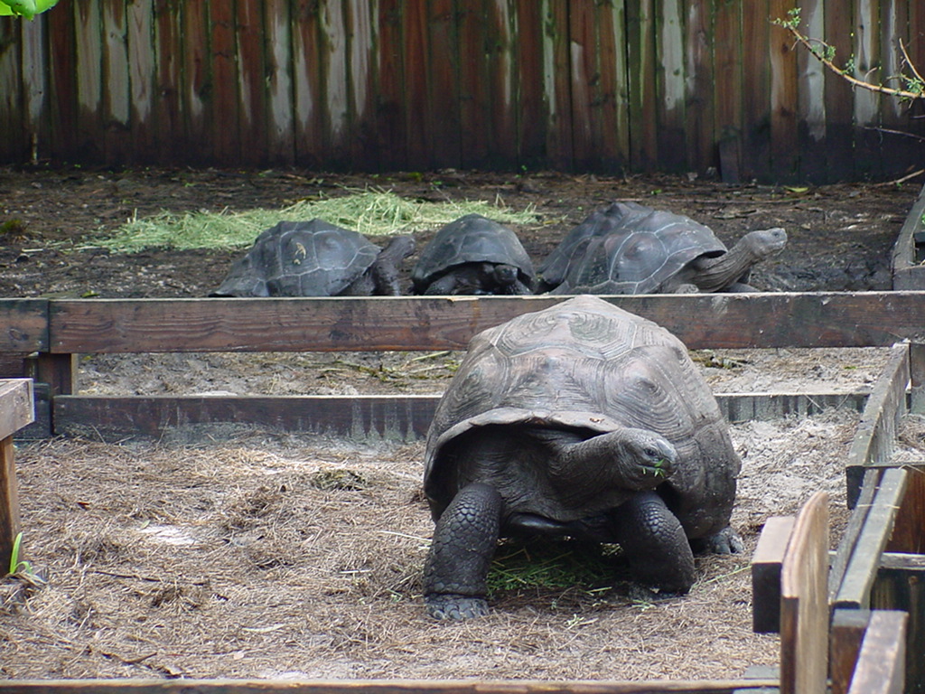 Aldabra - Florida Iguana & Tortoise Breeders