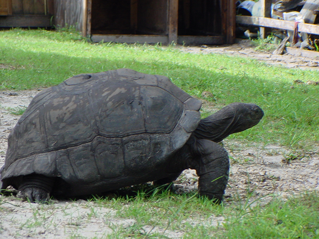 Aldabra - Florida Iguana & Tortoise Breeders