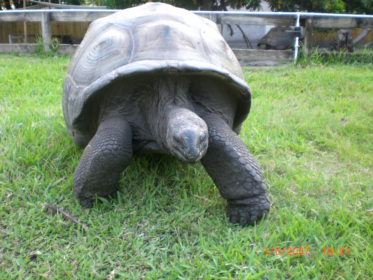 tortuga aldabra adulta