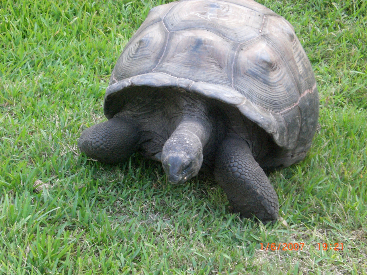 Aldabra - Florida Iguana & Tortoise Breeders