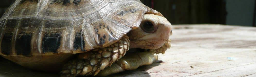 Elongated-Tortoise.jpg