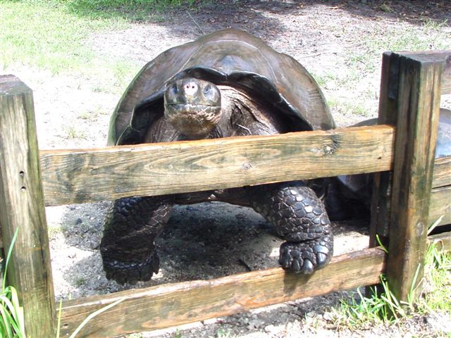 /Tortoises/Galapagos