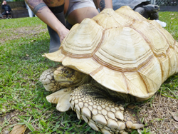 A1-Male-Ivory-face-4.jpg