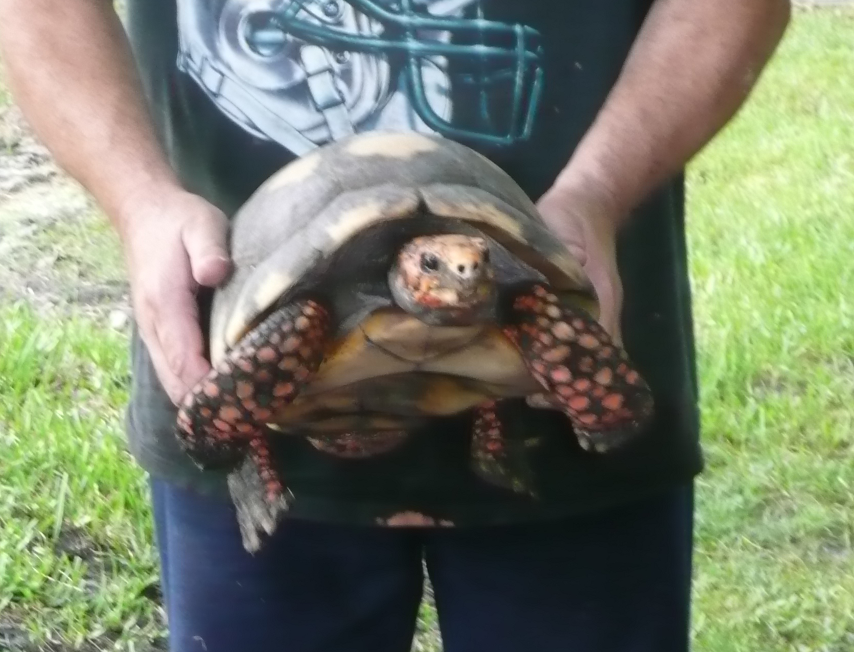 Bolivan-Red-Foot-Male-Tortoise.JPG