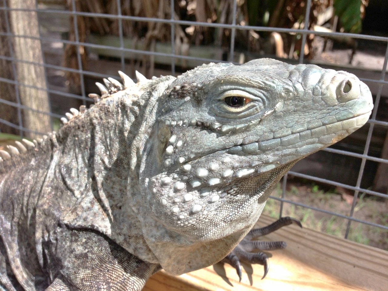 Cyclura Iguana Index