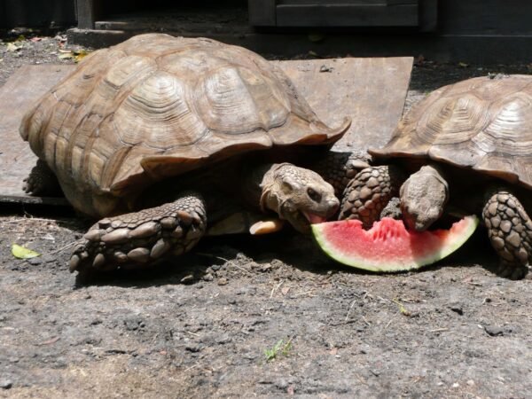 African Sulcata Adult Tortoise