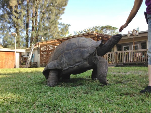 Aldabra Adults