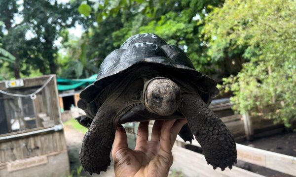 Galapagos