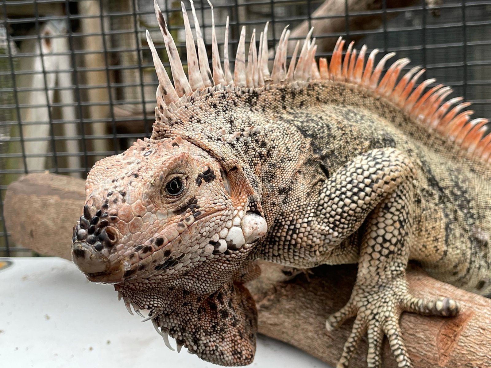 Rare Caribbean iguana