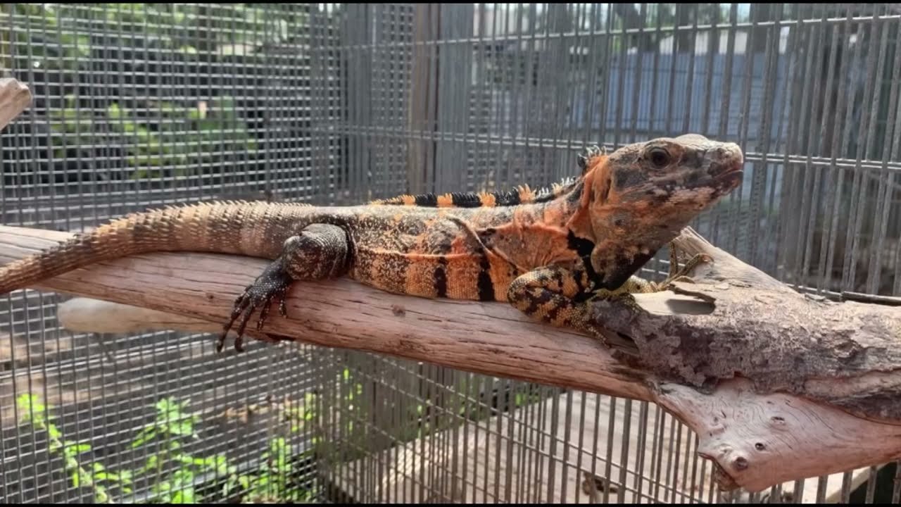 Orange Tiger Ctenosaura pectinata Iguana