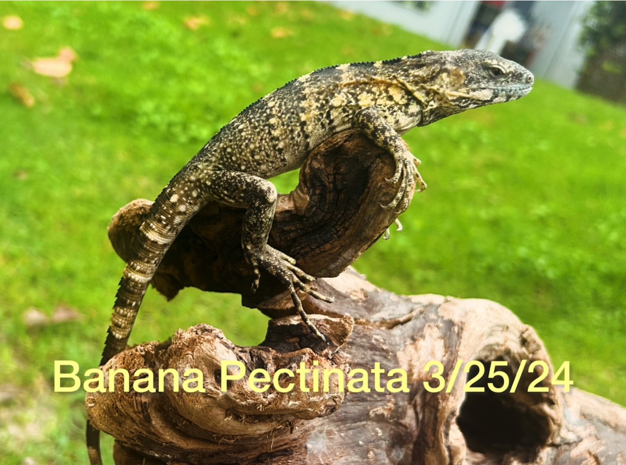 Banana Pectinata