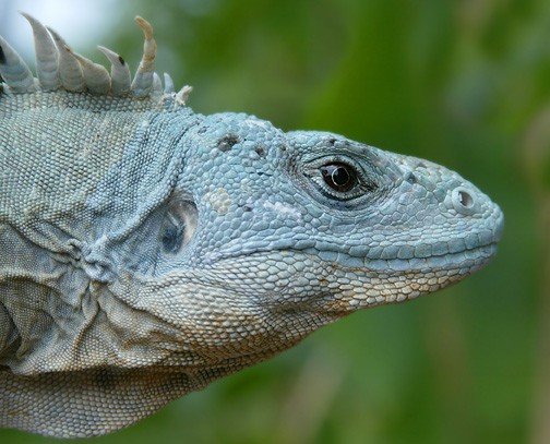Ctenosaura Bakeri