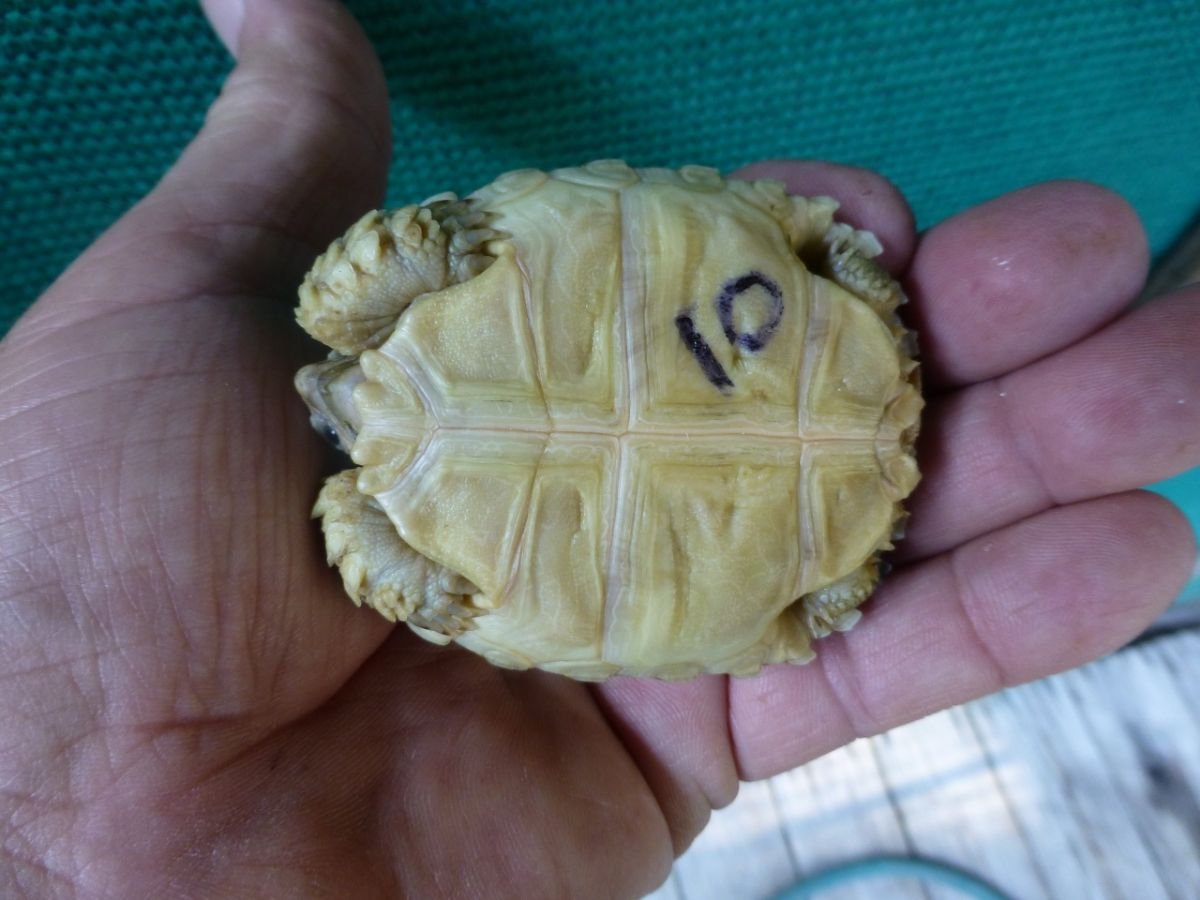 10-Bottom-Albino-Ivory-Sulcata