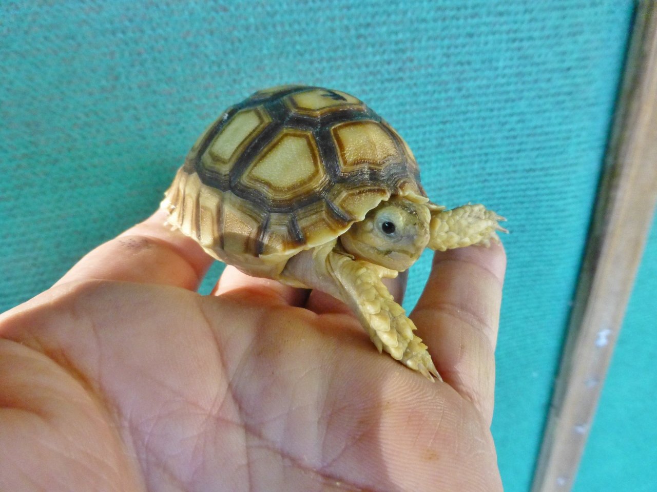 10-Face-Albino-Ivory-Sulcata